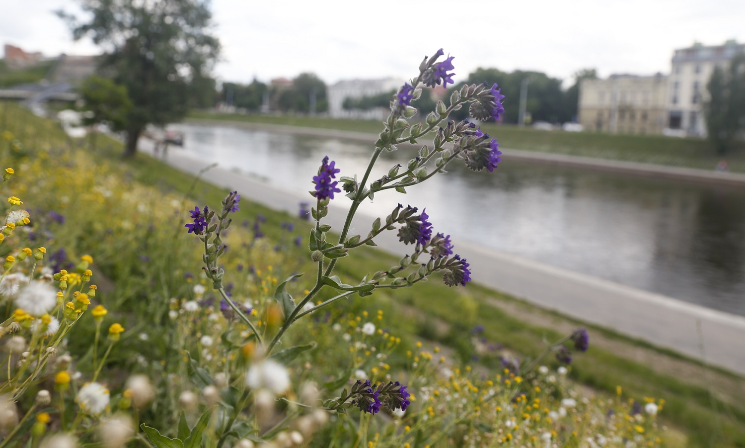 Dėl nenušienautų vejų Vilniaus mieste parlamentaras kreipėsi į prokuratūrą