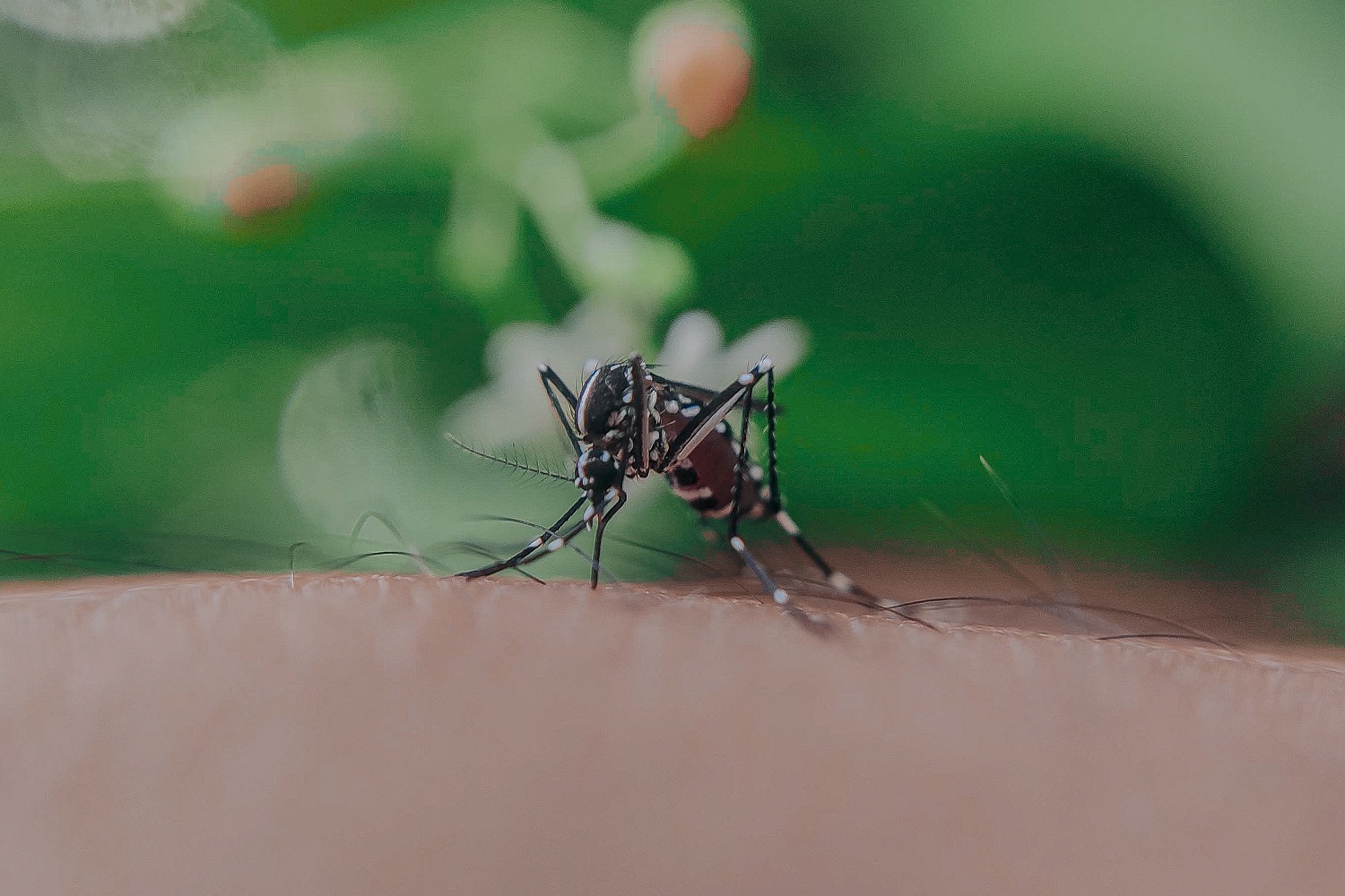 Alergologė pataria, kaip elgtis įgėlus vabzdžiams