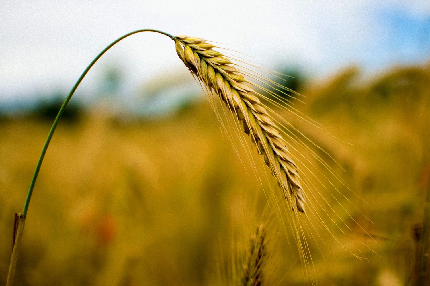 Ūkininkai atmeta prognozes dėl didesnio grūdų derliaus: nenorim gąsdinti, bet klimato išdaigos padarė savo