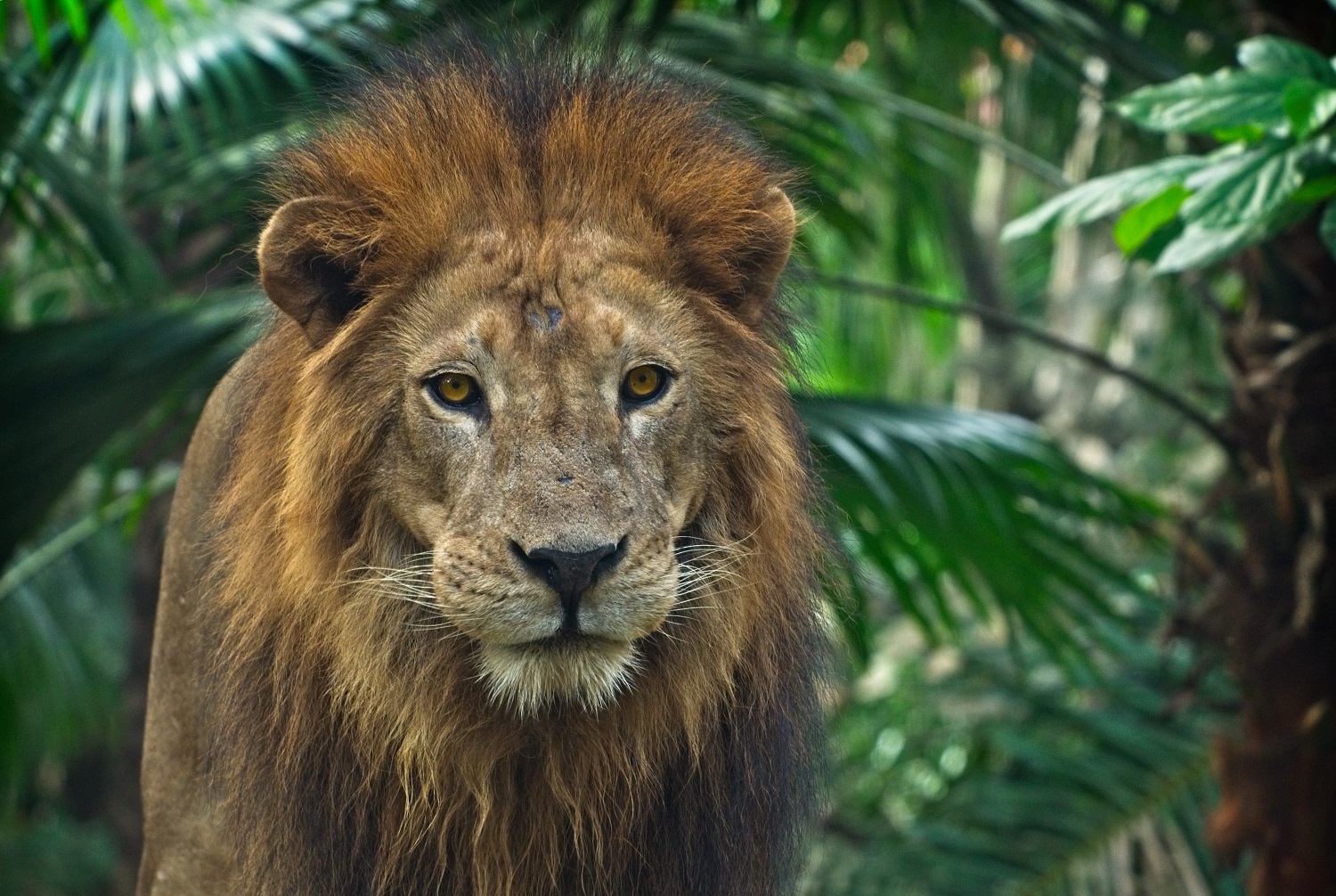 Senovėje įteiktos dovanos stebina: liūtas, netikra patranka ar tiesiog atleidimas
