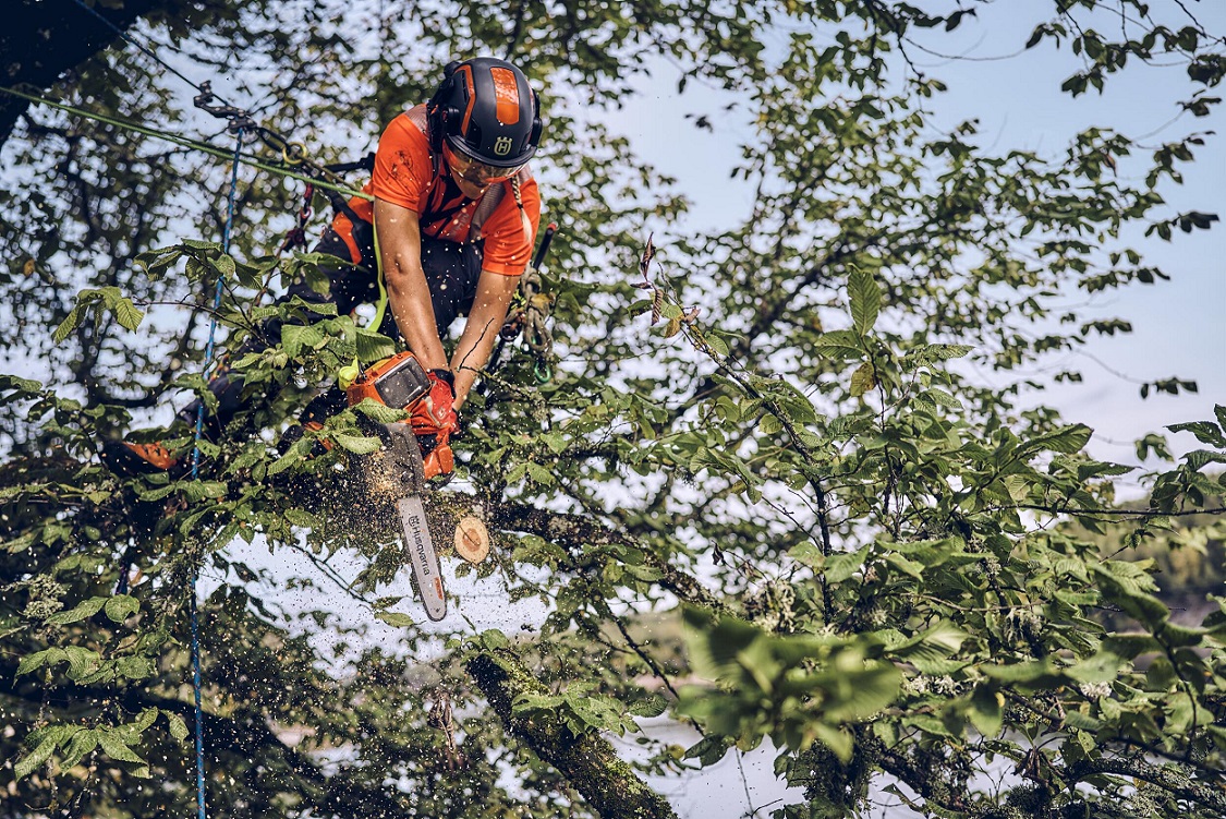 Arboristas atsakė, ar galima genėti medžius žiemą ir kodėl su spygliuočiais reikia elgtis atidžiau