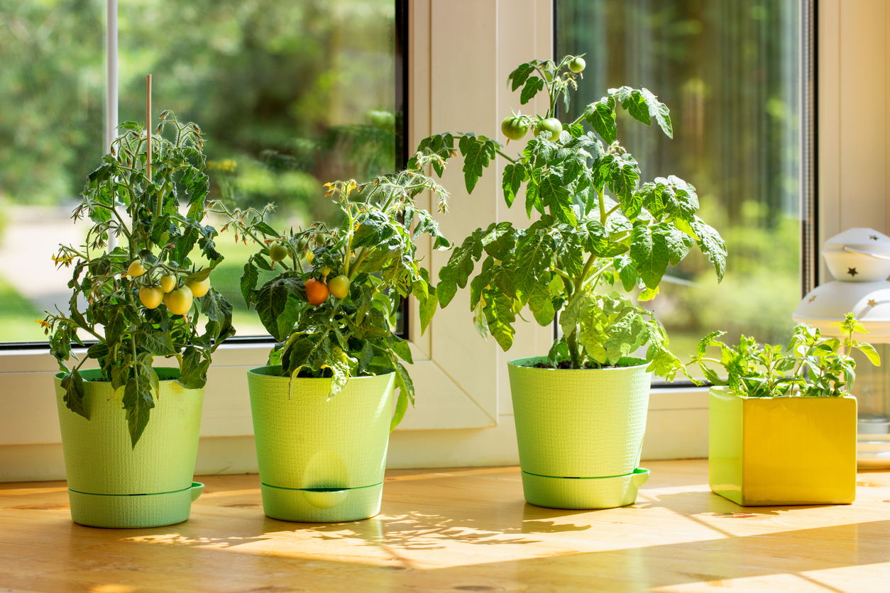 Prieskoniai, daržovės ir vaisiai, kurie užaugs namuose net be balkono