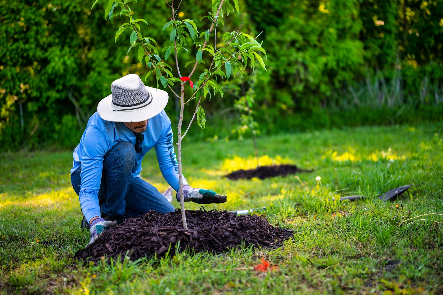 Arboristas apie rudenį sodinamus medžius: sėkmę lemia sodinuko sveikata ir teisingas sodinimas