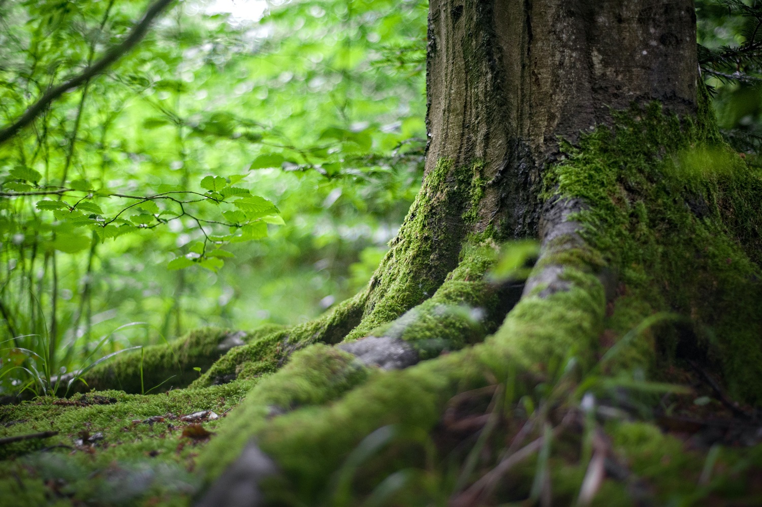 Saugodami senus medžius padėsime šimtams gyvybės rūšių 