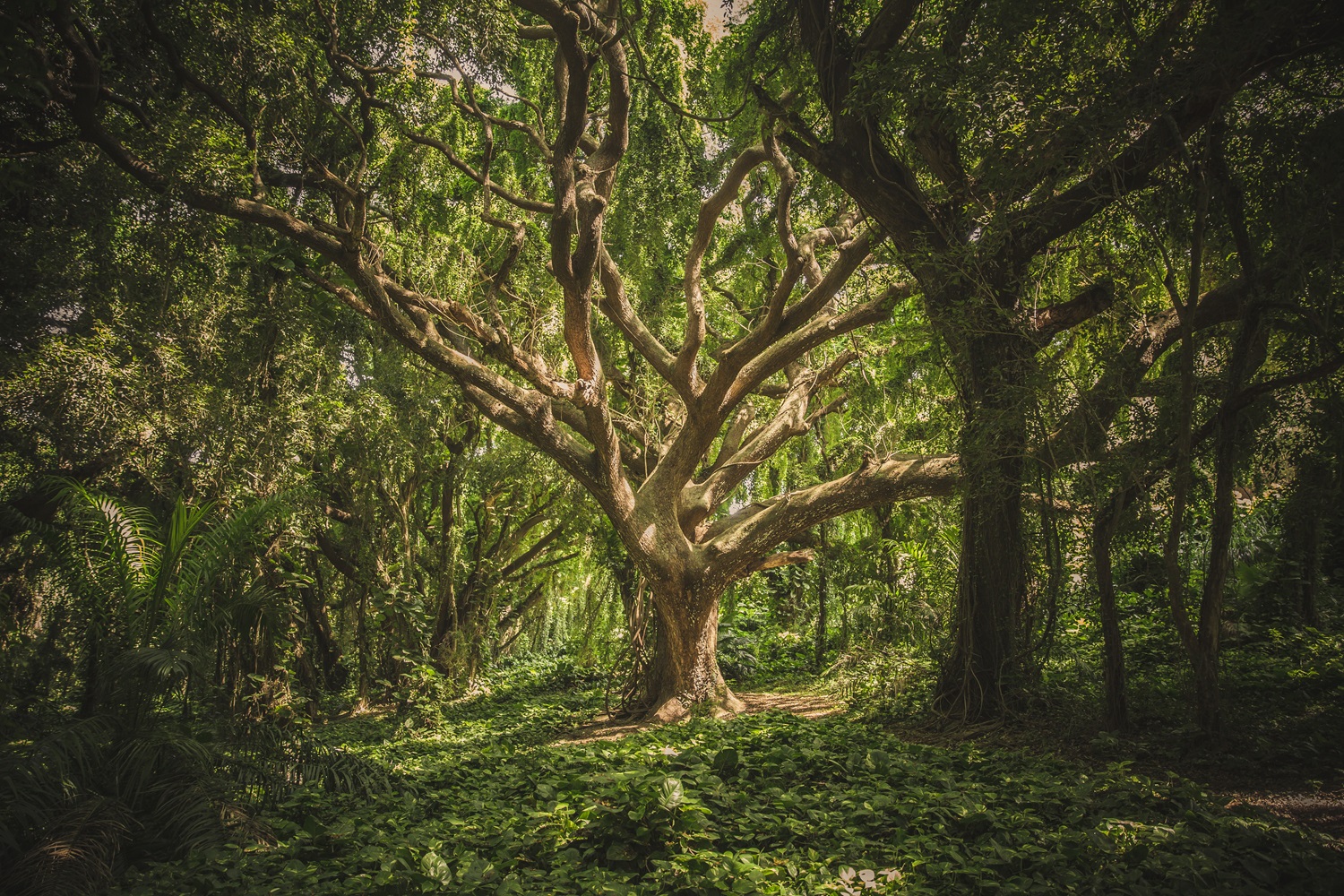 Saugodami senus medžius padėsime šimtams gyvybės rūšių 