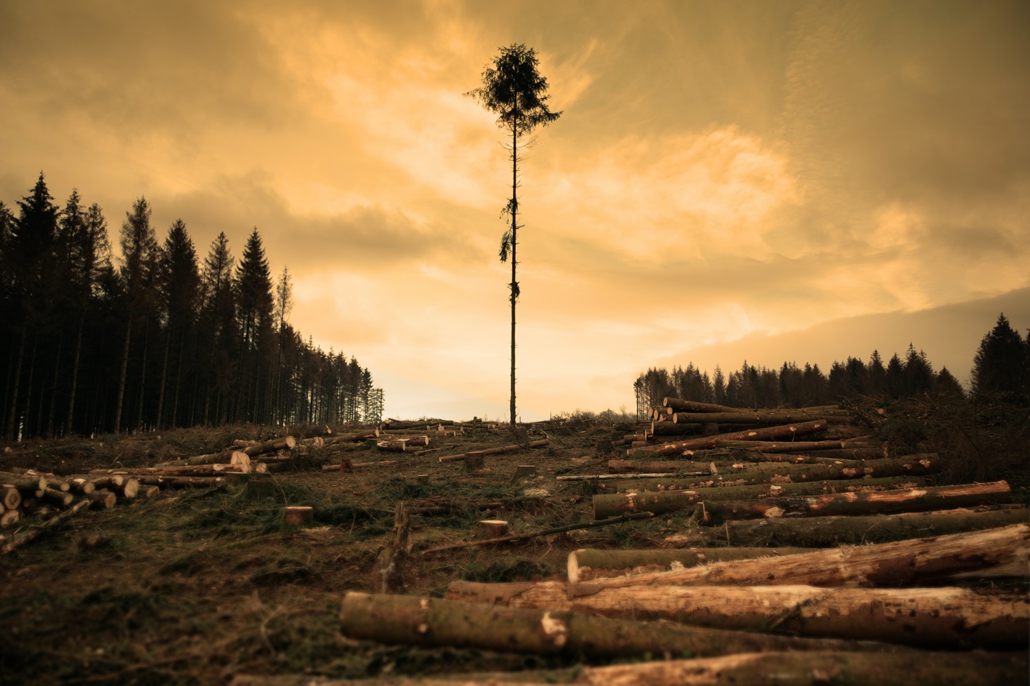 Nepaisant pasaulinių pažadų, 2022 metais paspartėjo miškų naikinimas