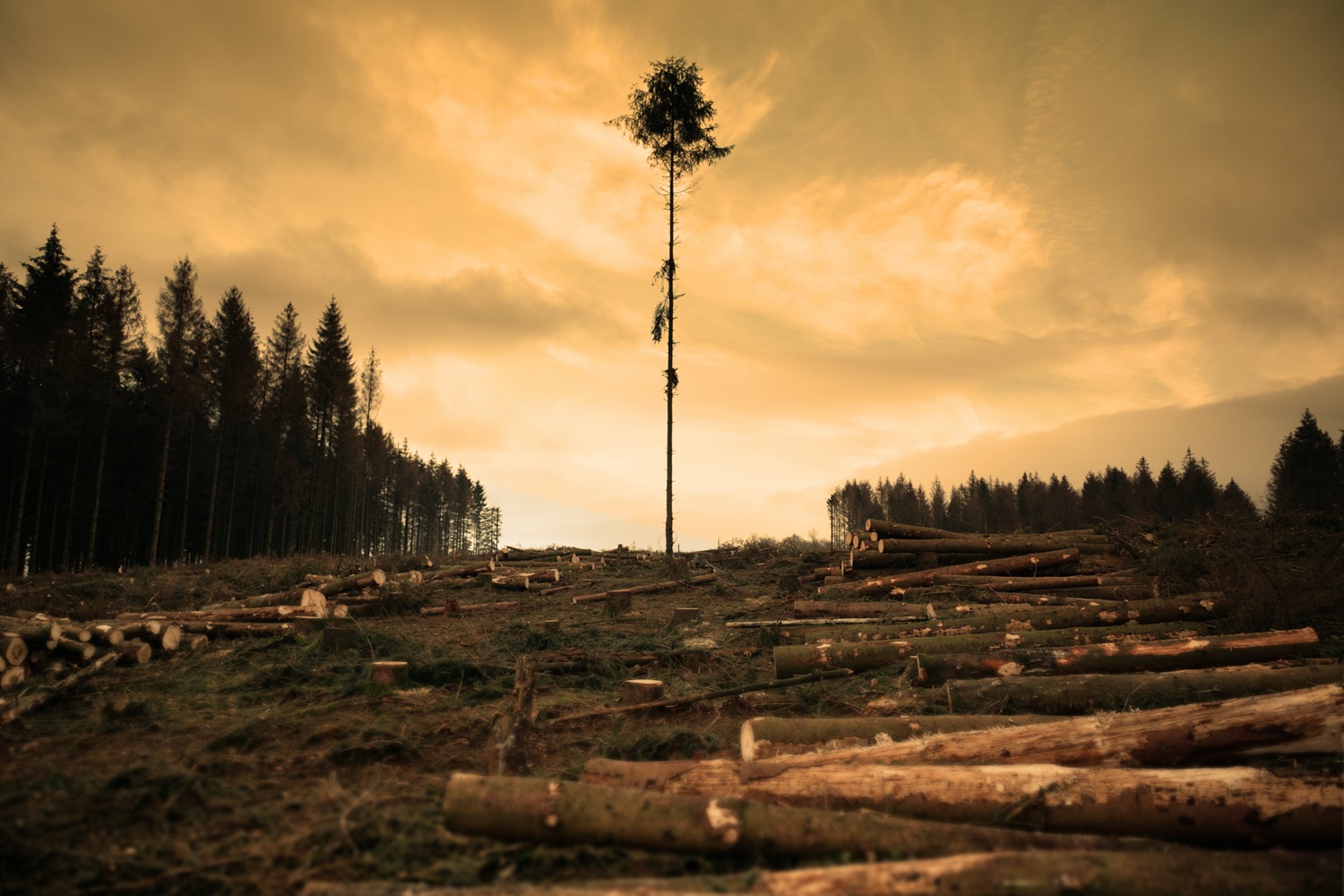 Aplinkos viceministras: plyni miškų kirtimai vykdomi tik sanitariniais tikslais
