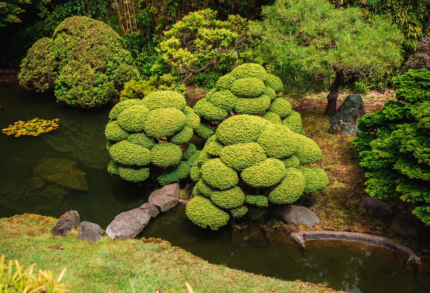 Japoniško sodo trauka ir žavesys