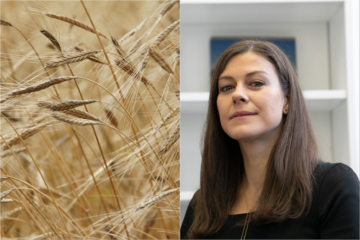 I. Genytė-Pikčienė: Ukrainai įstojus į ES matysime kainų problemas ne vien tik grūdų rinkoje I. Genytė-Pikčienė: Ukrainai įstojus į ES matysime kainų problemas ne vien tik grūdų rinkoje