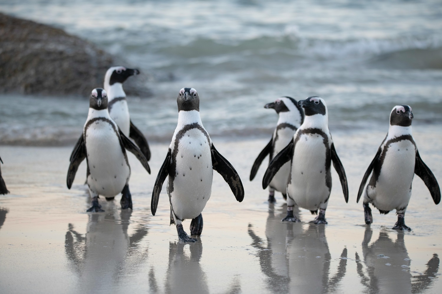 Pingvinų povandeninio vikrumo paslaptys