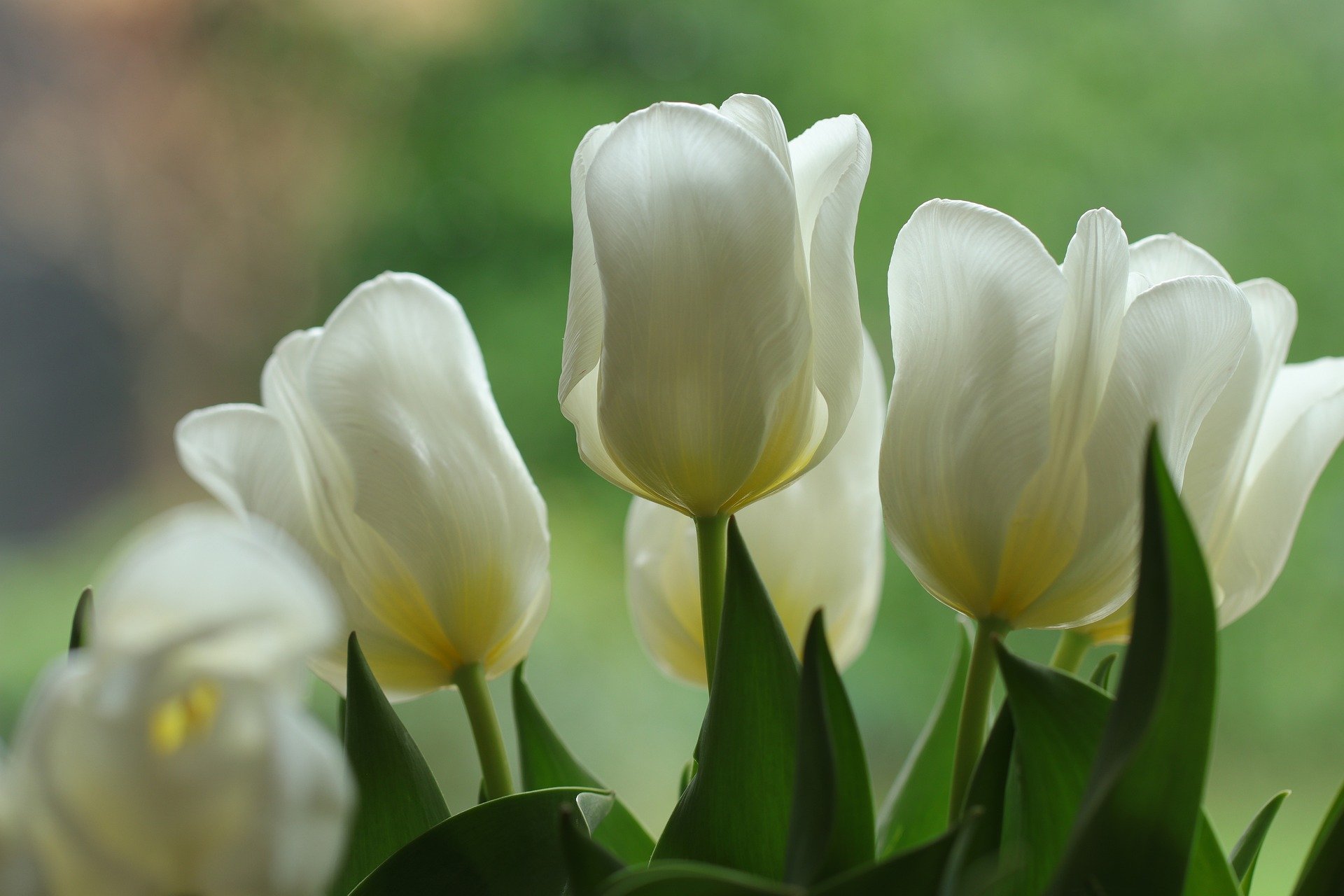 Floristai dalijasi tendencijomis: kaip išrinkti puokštę mamai?