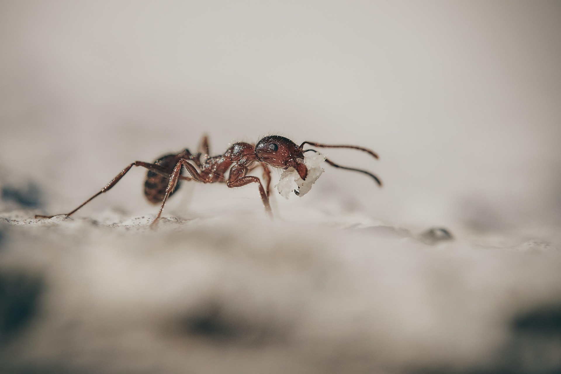 Kodėl uodai, vorai ir skruzdėlės šiemet aktyvūs vėliau ir kaip saugiai juos kontroliuoti?