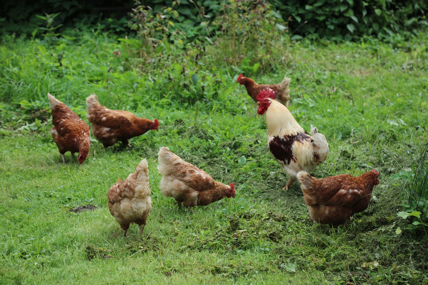 Vienu ritmu su gamta