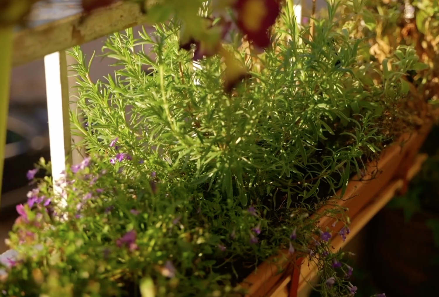 Kai balkonas virsta daržu: miesto gyventojos istorija, stebinanti visus