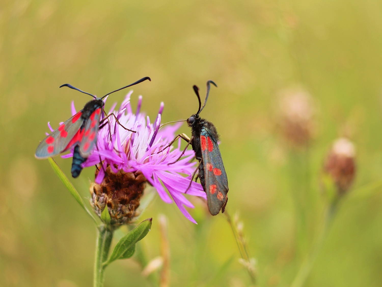 Vabzdžiai ir žmonės – neatskiriami