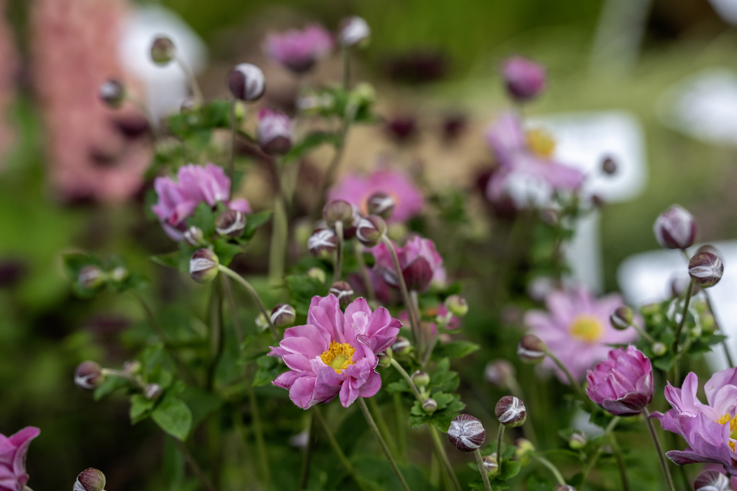 Didžioji sodinukų mugė – jau balandį