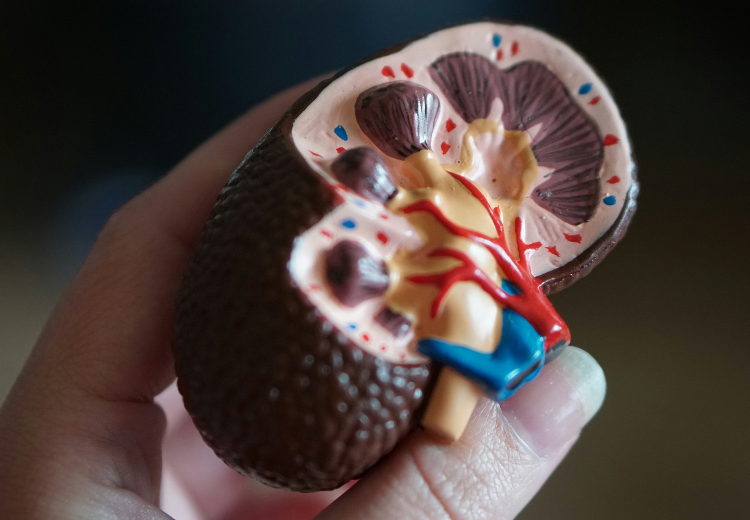 Lėtinė inkstų liga laiku nustatoma tik dešimtadaliui pacientų: kaip atpažinti pirmuosius signalus?