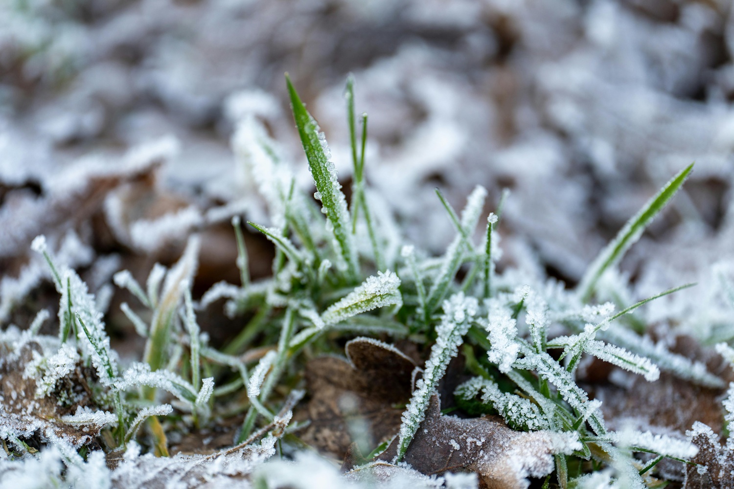 Sodininkai baiminasi dėl šalnų prarasti vaisių ir daržovių derlių