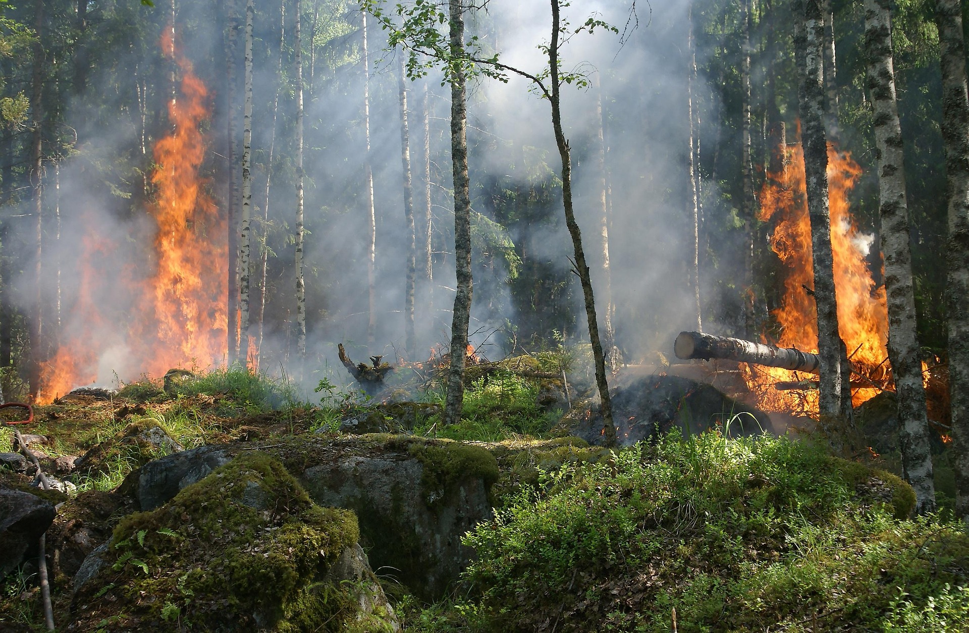 Daugelyje Lietuvos vietų – didelis miškų gaisrų pavojus: ką reikia žinoti
