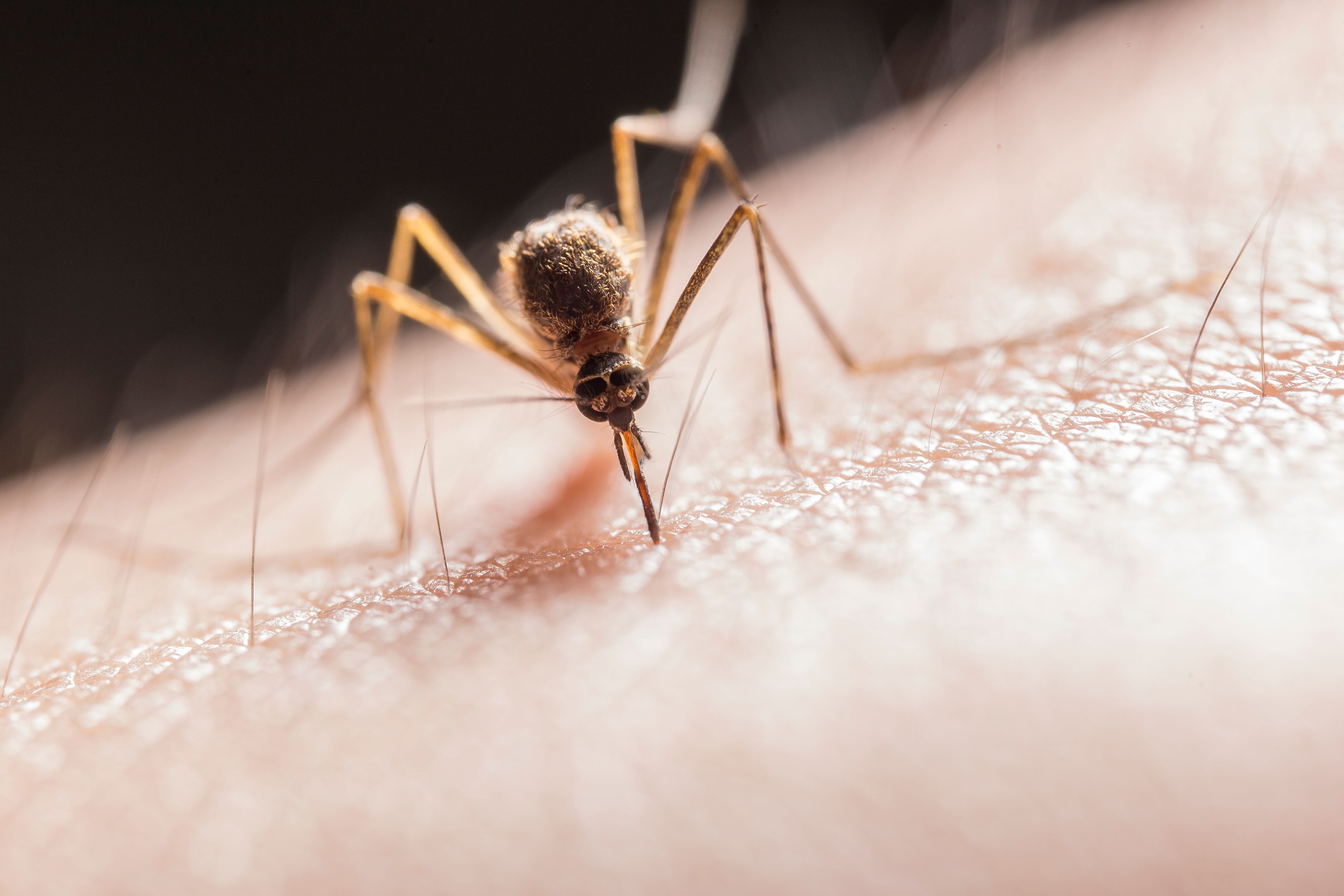 Niežti, tinsta ar skauda? Įkandimo žymė gali išduoti, kas jus sugėlė