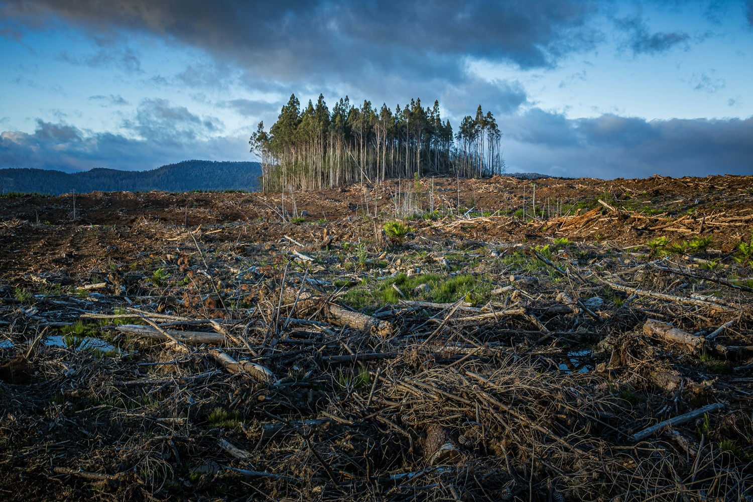 Lietuvos mokslininkai atskleidė ryšį tarp klimato lūžių ir masinių išnykimų