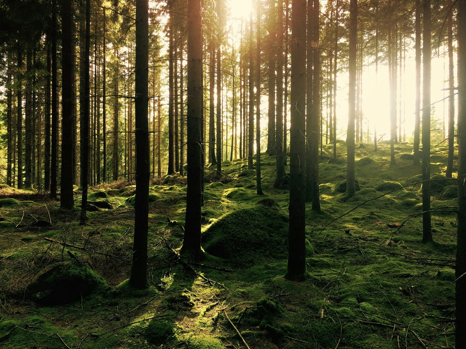 Į mišką – pasiruošus: miškininkai primena svarbiausias saugumo taisykles