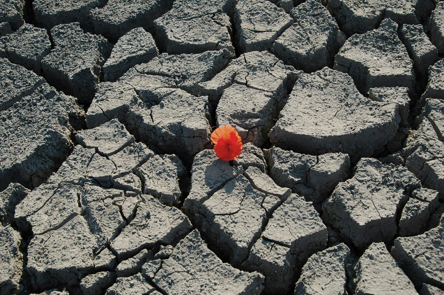 Kiek kainuoja neinvestuoti į prisitaikymą prie klimato kaitos?