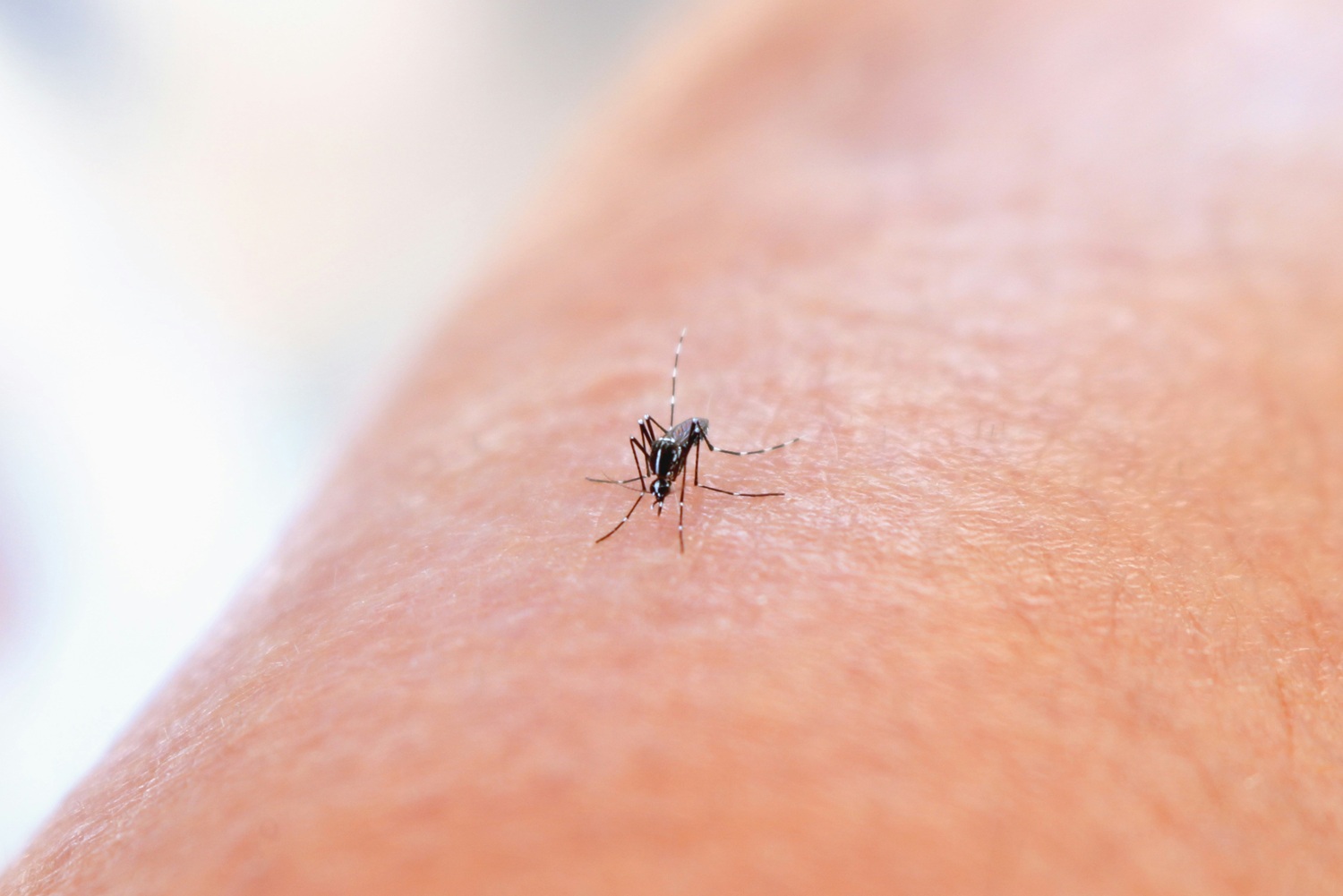 Pirmą kartą pasaulyje žmogui nustatytas virusas, kurį platina uodai